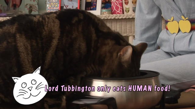 Glee - Rumours - large tabby cat Lord Tubbington Aragon eating out of fondue pot with overlay saying he only eats human food