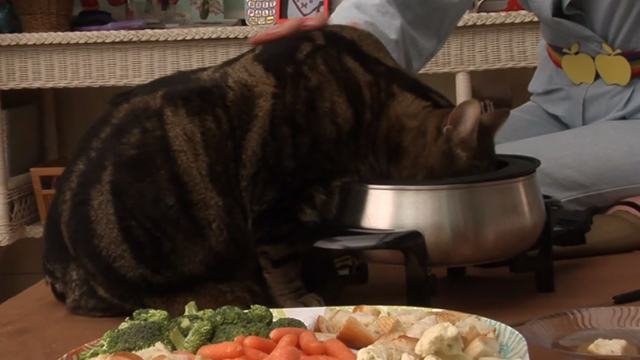Glee - Rumours - large tabby cat Lord Tubbington Aragon eating out of fondue pot