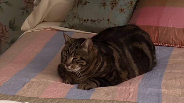 Glee - Rumours - large tabby cat Lord Tubbington Aragon sitting on bed