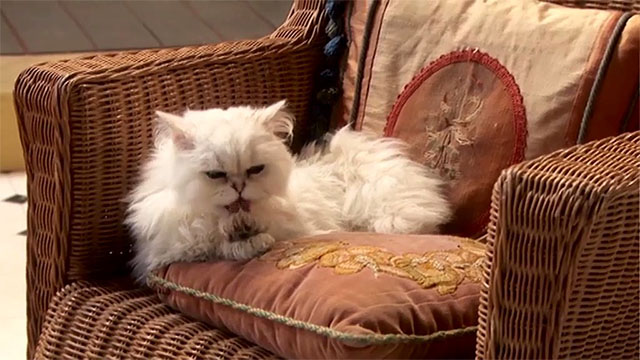 The Goes Wrong Show - Harper's Locket - white Persian cat sitting on wicker chair