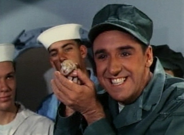 Gomer Pyle - Cat Overboard kitten