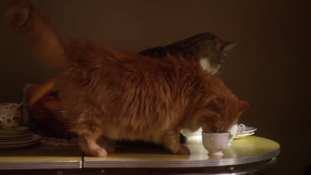 The Good Wife - Pilot - long haired ginger and tabby cats on table