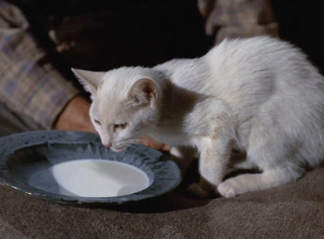 Gunsmoke - The Thieves - white cat drinking milk from saucer
