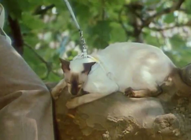 Hale & Pace - Episode 2.3 - Siamese guide cat in tree