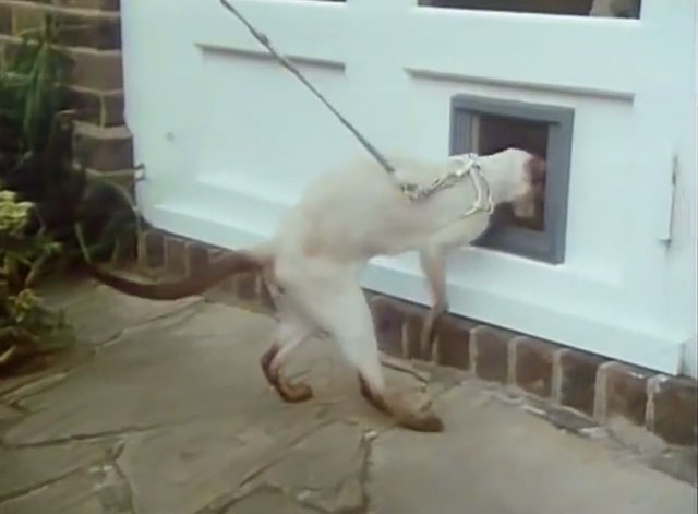 Hale & Pace - Episode 2.3 - Siamese guide cat going through cat door
