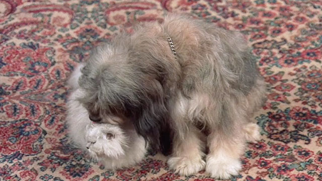 Hart to Hart - With This Hart, I Thee Wed - silver Persian cat being licked on head by dog Freeway