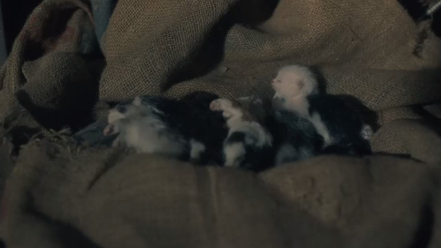The Haunting of Hill House - Open Casket - newborn kittens on burlap sack in shed