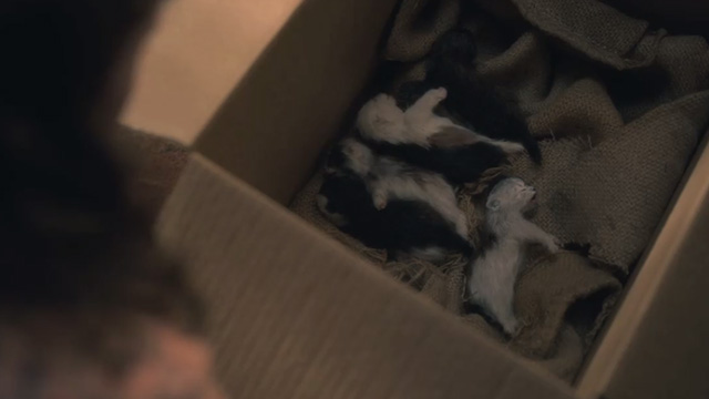 The Haunting of Hill House - Open Casket - dead newborn kitten in box with other kittens
