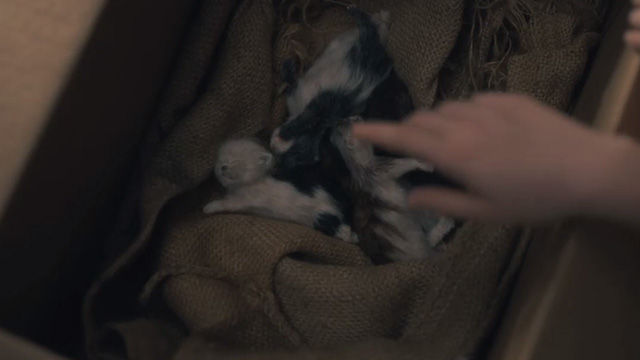 The Haunting of Hill House - Open Casket - dead newborn kittens in box