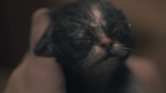The Haunting of Hill House - Open Casket - newborn kitten in hands with eyes closed