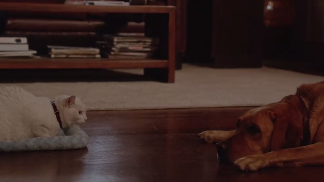 Hawaii Five-0 - He kama na ka pueo - Mr. Pickles cat on floor looking at dog Eddie