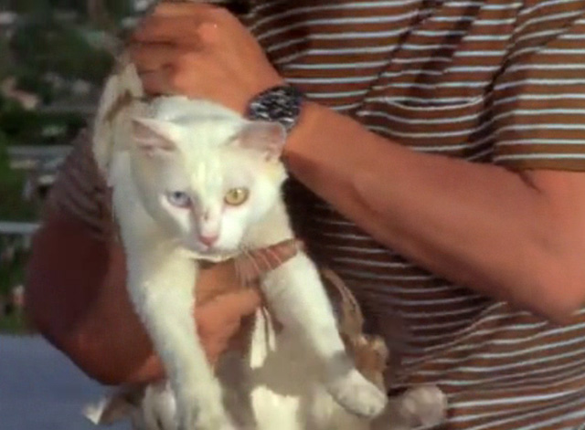 Hawaii Five-0 - King Kamehameha's Blues - white cat Sam with blue and yellow eyes on roof in harness