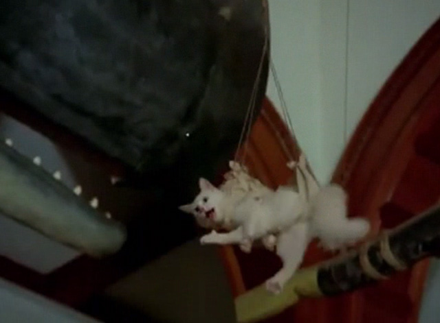 Hawaii Five-0 - King Kamehameha's Blues - white cat Sam meowing while being lowered by rope in harness