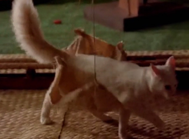 Hawaii Five-0 - King Kamehameha's Blues - white cat Sam steps out of harness on floor of museum