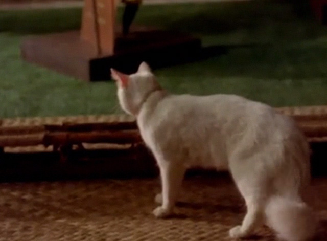 Hawaii Five-0 - King Kamehameha's Blues - white cat Sam looking around museum