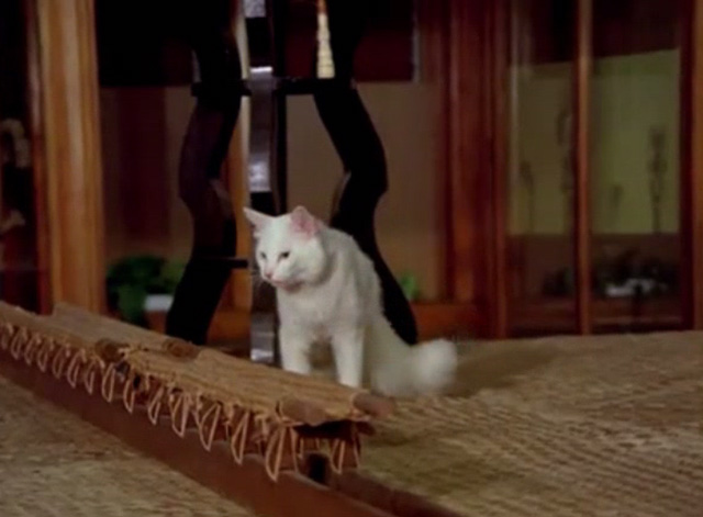 Hawaii Five-0 - King Kamehameha's Blues - white cat Sam in museum
