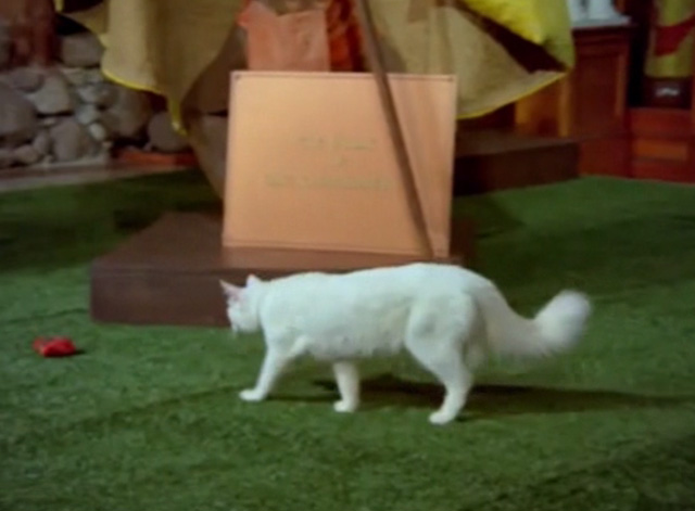 Hawaii Five-0 - King Kamehameha's Blues - white cat Sam approaching catnip pouch on museum exhibit
