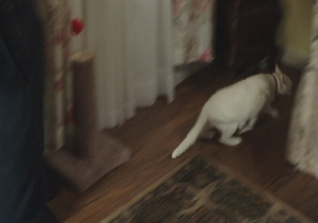 Hawaii Five-0 - Kuka'awale - Mr. Pickles cat runs through room