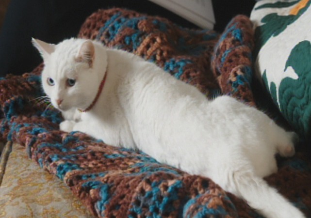 Hawaii Five-0 - Kuka'awale - Mr. Pickles cat