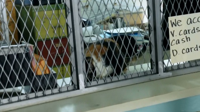 Hawaii Five-0 - Piko Pau'ioli - calico cat behind pawn shop cage