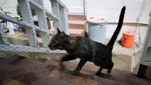 Hawaii Five-0 - Piko Pau'ioli - tabby cat running up wooden stairs