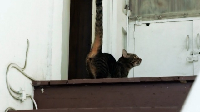 Hawaii Five-0 - Piko Pau'ioli - tabby cat running up wooden stairs
