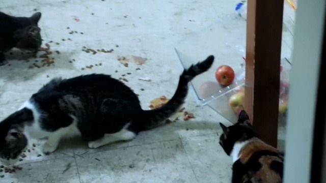 Hawaii Five-0 - Piko Pau'ioli - cats eating food off floor in kitchen