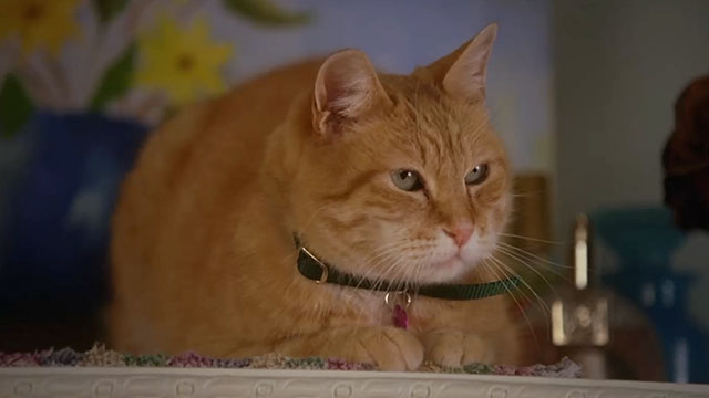 House, M.D. - Airborne - ginger and white tabby cat Harrington on dresser