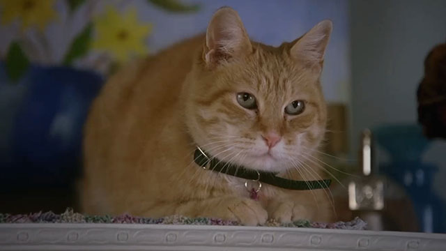 House, M.D. - Airborne - ginger and white tabby cat Harrington on dresser