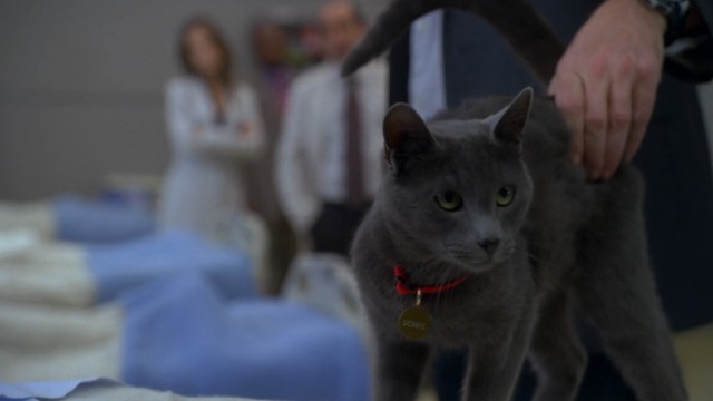House M.D. - Here Kitty - gray shorthaired cat Debbie in coma room