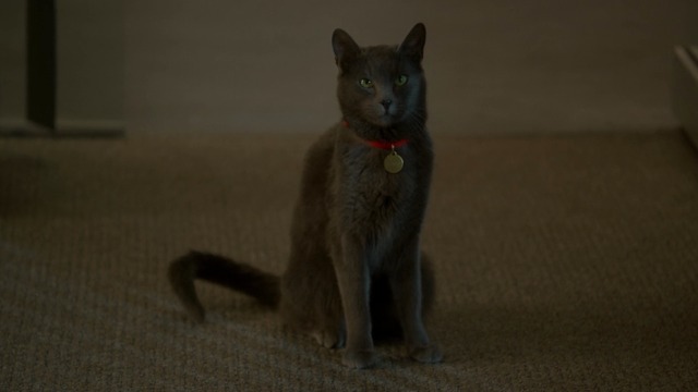 House M.D. - Here Kitty - gray shorthaired cat Debbie sitting in doorway