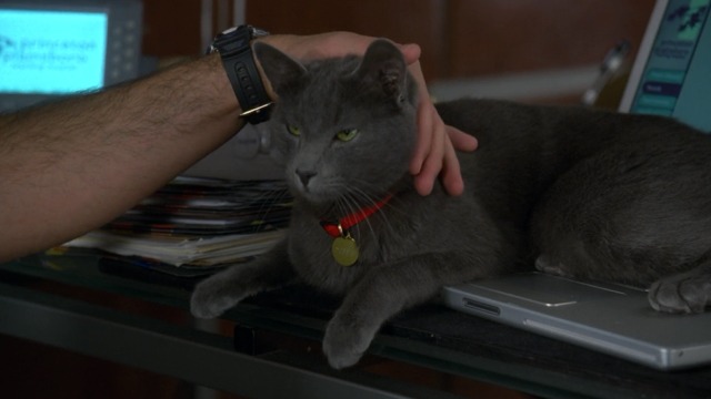 House M.D. - Here Kitty - gray shorthaired cat Debbie on House's laptop keyboard