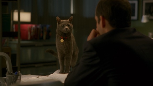 House M.D. - Here Kitty - gray shorthaired cat Debbie looking at Peter Jacobson Dr. Taub