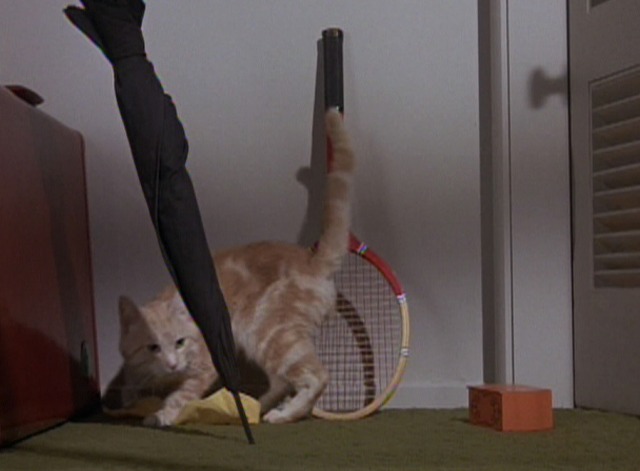 I Dream of Jeannie - My Incredible Shrinking Master cat looking for Major Nelson