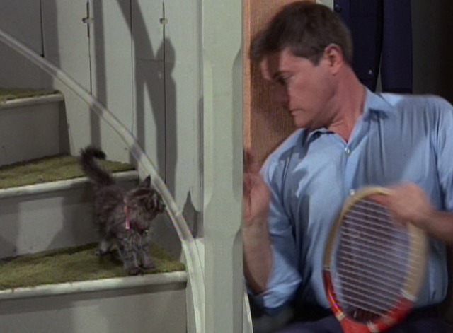 I Dream of Jeannie - My Incredible Shrinking Master kitten on stairway