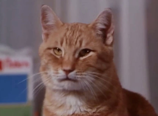 Ironside - The Return of Eleanor - close up of ginger tabby cat
