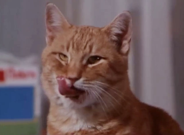 Ironside - The Return of Eleanor - close up of ginger tabby cat