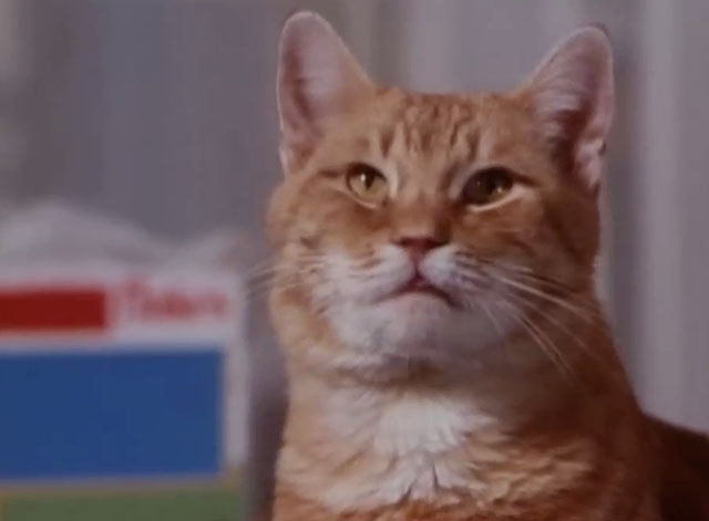 Ironside - The Return of Eleanor - close up of ginger tabby cat