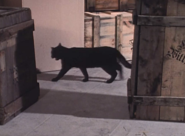 Jason King - A Thin Band of Air - black cat walking behind crates