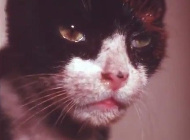 J.T. - sickly tuxedo cat with bad eye close