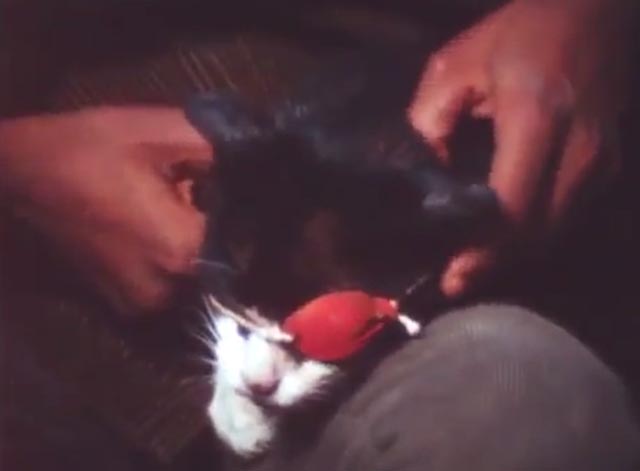 J.T. - J.T. Kevin Hooks makes eye patch for sick tuxedo cat