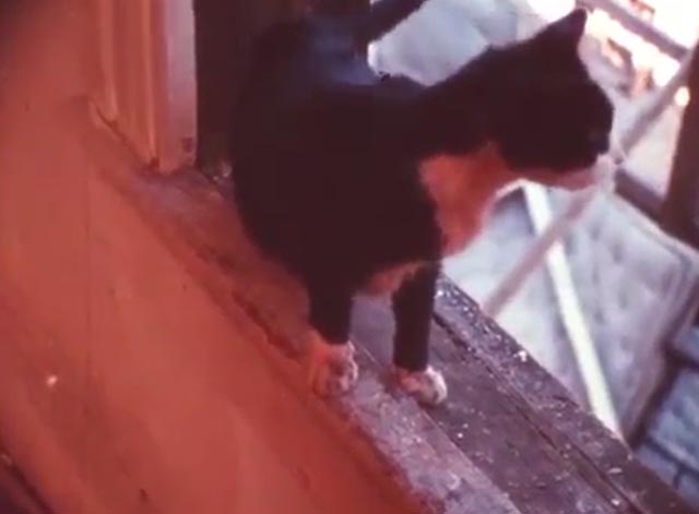 J.T. - tuxedo cat on windowsill