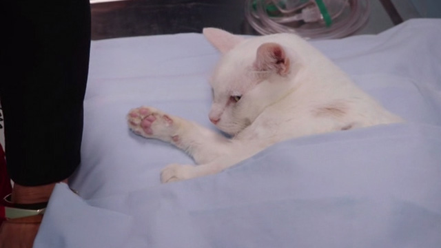 Kevin from Work - Birthday from Work - white cat Rutger lying on guerney