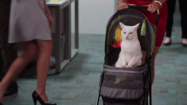 Kevin from Work - Birthday from Work - closer shot of white cat Rutger inside carriage