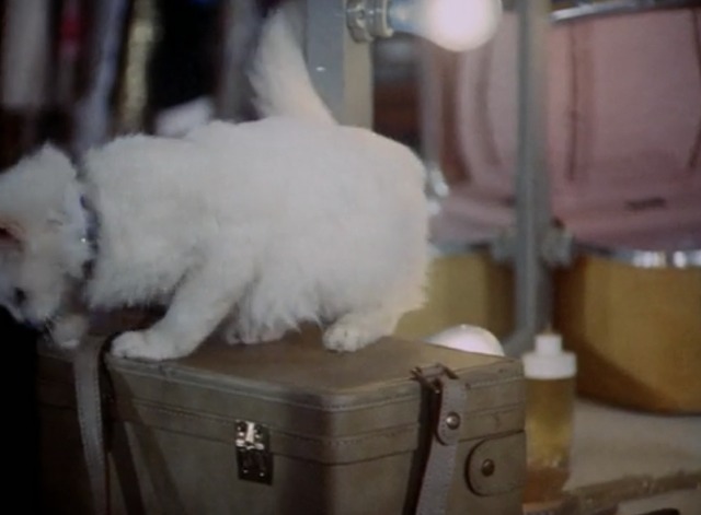 Kolchak: The Night Stalker - The Trevi Collection - white cat Flo about to jump down