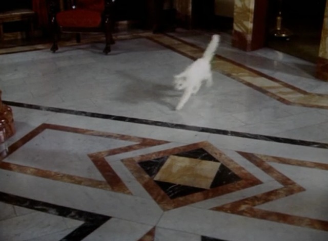 Kolchak: The Night Stalker - The Trevi Collection - white cat Flo running across floor