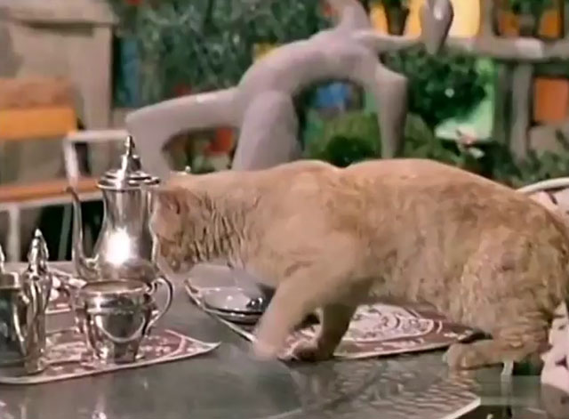 Kraft Suspense Theatre - The End of the World, Baby - ginger tabby cat approaching cream pitcher on table