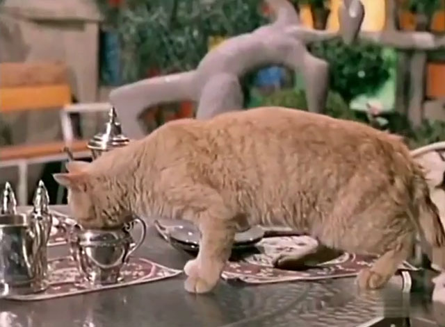 Kraft Suspense Theatre - The End of the World, Baby - ginger tabby cat drinking from cream pitcher on table