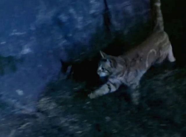 Land of the Giants - Double Cross - ginger tabby cat Scruffy running