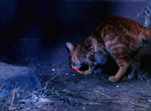 Land of the Giants - Double Cross - ginger tabby cat Scruffy at hole in wall of house